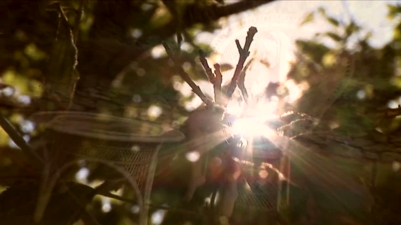 [MCN] - Gili - Shimmering Beauty